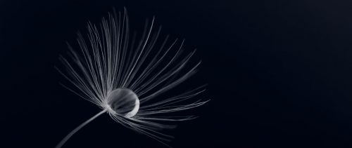 water-flower