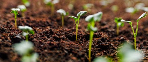 Fresh young green seedlings having just germinated in soil slowly rise above the soil with a very shallow depth of field.